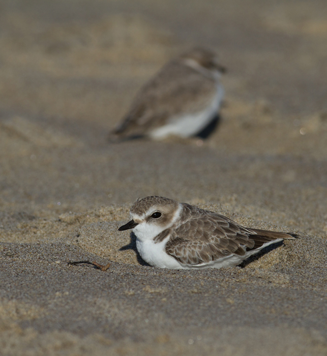 Snowy Plovers in Malibu, California (10/10/2011). Photo by Bill Hubick.