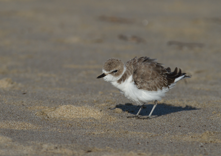 Snowy Plovers in Malibu, California (10/10/2011). Photo by Bill Hubick.
