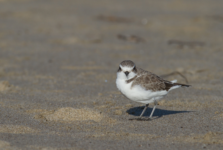 Snowy Plovers in Malibu, California (10/10/2011). Photo by Bill Hubick.