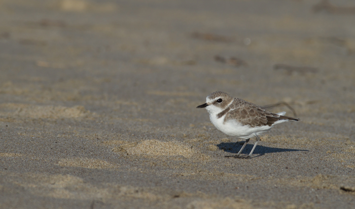 Snowy Plovers in Malibu, California (10/10/2011). Photo by Bill Hubick.