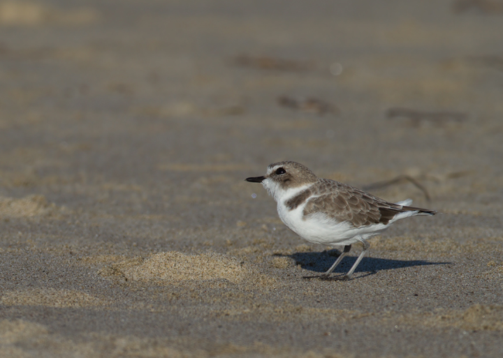 OK... more Snowy Plovers! It's very hard to stop photographing them! Photo by Bill Hubick.