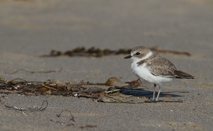 Snowy Plovers in Malibu, California (10/10/2011). Photo by Bill Hubick.
