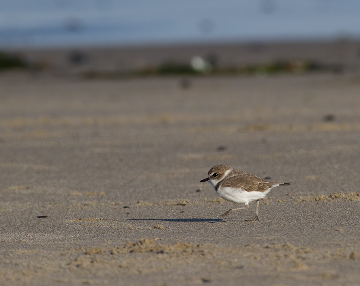 Snowy Plovers in Malibu, California (10/10/2011). Photo by Bill Hubick.