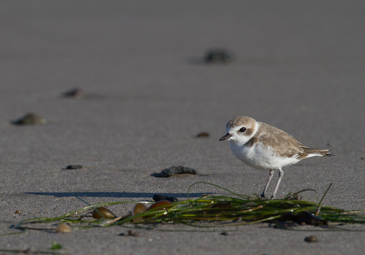 Snowy Plovers in Malibu, California (10/10/2011). Photo by Bill Hubick.