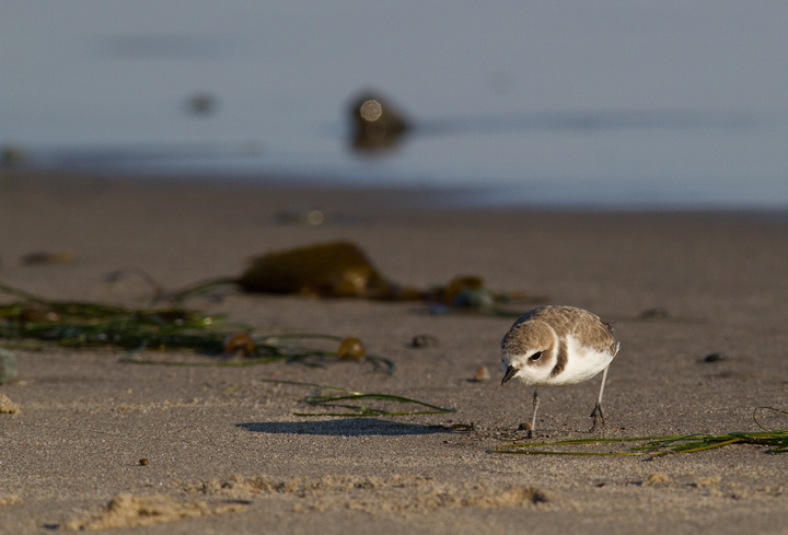 OK... more Snowy Plovers! It's very hard to stop photographing them! Photo by Bill Hubick.
