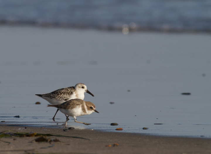 OK... more Snowy Plovers! It's very hard to stop photographing them! Photo by Bill Hubick.