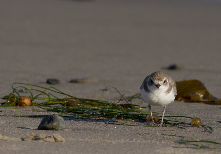 OK... more Snowy Plovers! It's very hard to stop photographing them! Photo by Bill Hubick.