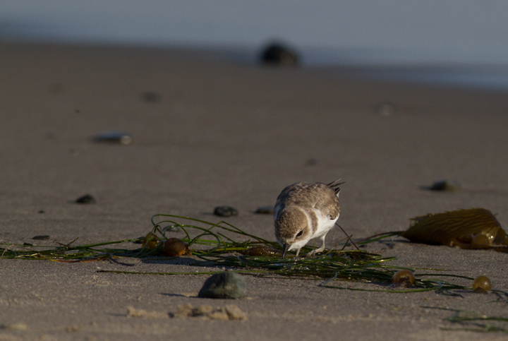 OK... more Snowy Plovers! It's very hard to stop photographing them! Photo by Bill Hubick.