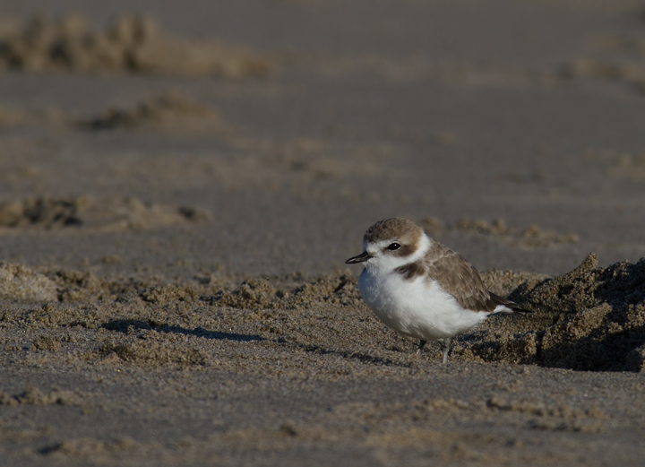 OK... more Snowy Plovers! It's very hard to stop photographing them! Photo by Bill Hubick.