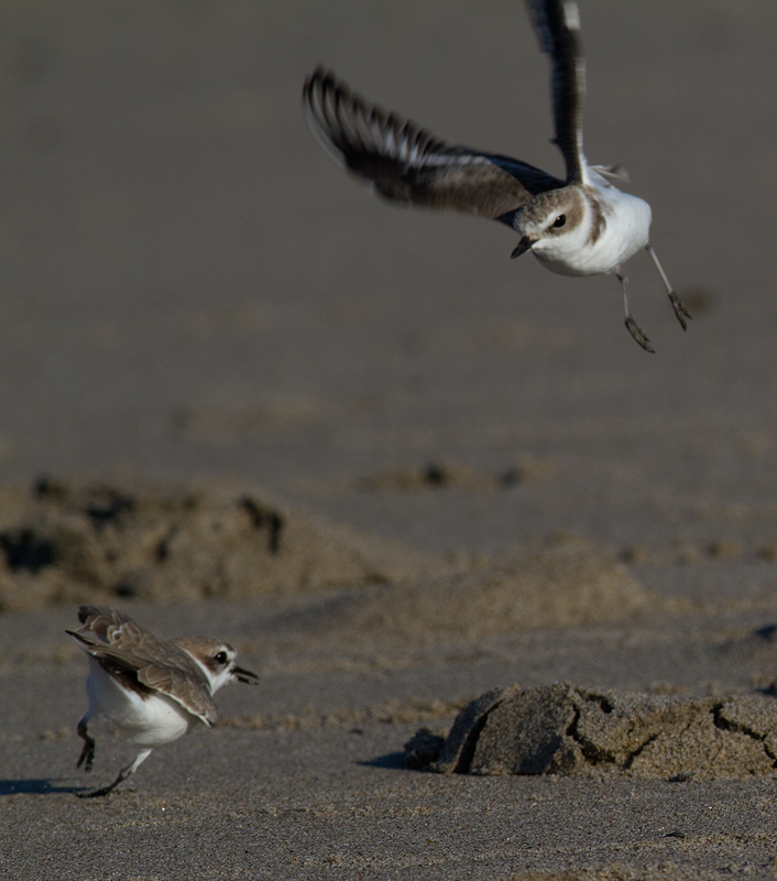OK... more Snowy Plovers! It's very hard to stop photographing them! Photo by Bill Hubick.