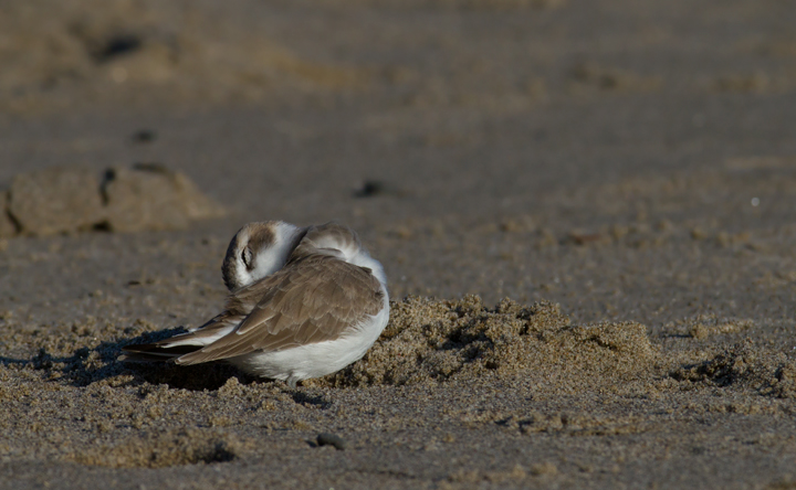 OK... more Snowy Plovers! It's very hard to stop photographing them! Photo by Bill Hubick.