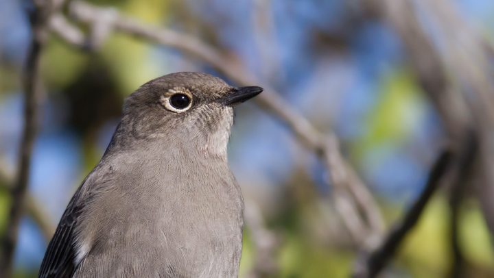 A Townsend's Solitaire at Cabrillo National Monument, California (10/7/2011). A Townsend's Solitaire at Cabrillo National Monument, California (10/7/2011). Photo by Bill Hubick.