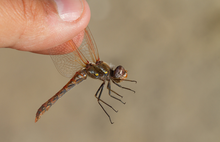 A Variegated Meadowhawk near the Salton Sea, California (10/9/2011). Photo by Bill Hubick.
