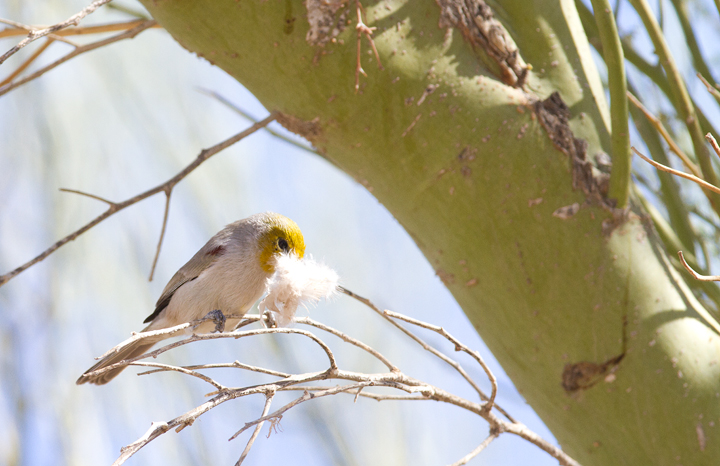 A Verdin nesting near the Salton Sea, California (10/9/2011). Photo by Bill Hubick.
