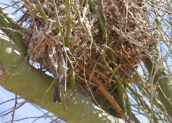 A Verdin nesting near the Salton Sea, California (10/9/2011). Photo by Bill Hubick.
