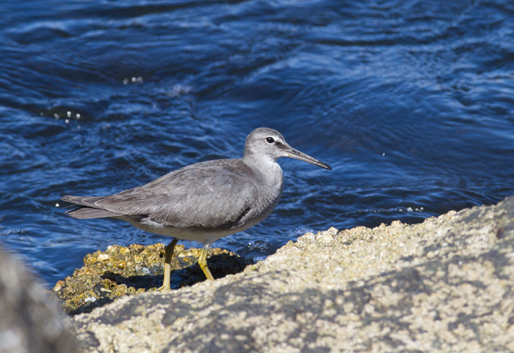 A Wandering Tattler at Newport Harbor, California (10/6/2011). Photo by Bill Hubick.