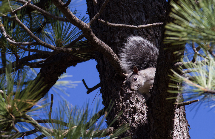 A Western Gray Squirrel in Riverside Co., California (10/10/2011). Photo by Bill Hubick.