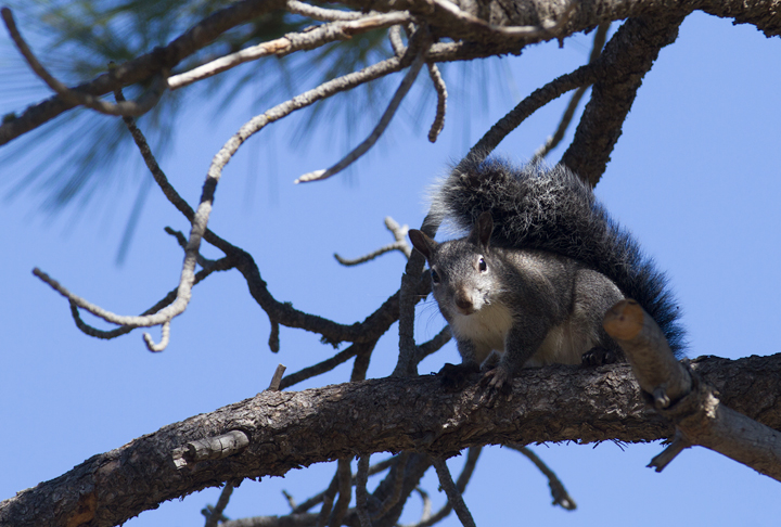 A Western Gray Squirrel in Riverside Co., California (10/10/2011). Photo by Bill Hubick.