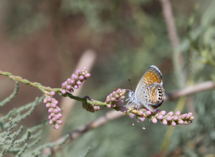 A Western Pygmy-Blue near the Salton Sea, California (10/9/2011). Photo by Bill Hubick.