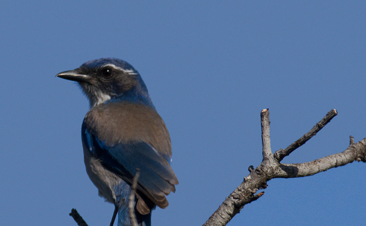 A Western Scrub-Jay at Cabrillo NM, California (10/7/2011). Photo by Bill Hubick.