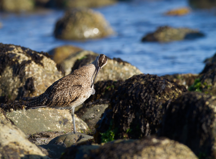 A Whimbrel at Malibu Lagoon, California (10/10/2011). Photo by Bill Hubick.