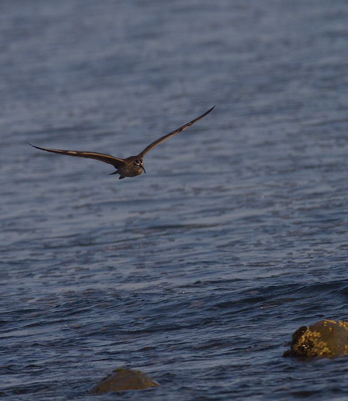 A Whimbrel at Malibu Lagoon, California (10/10/2011). Photo by Bill Hubick.