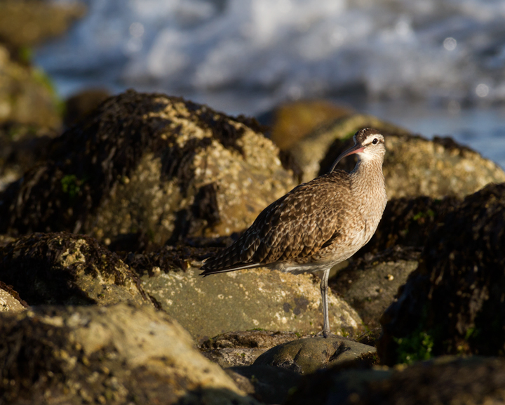 A Whimbrel at Malibu Lagoon, California (10/10/2011). Photo by Bill Hubick.