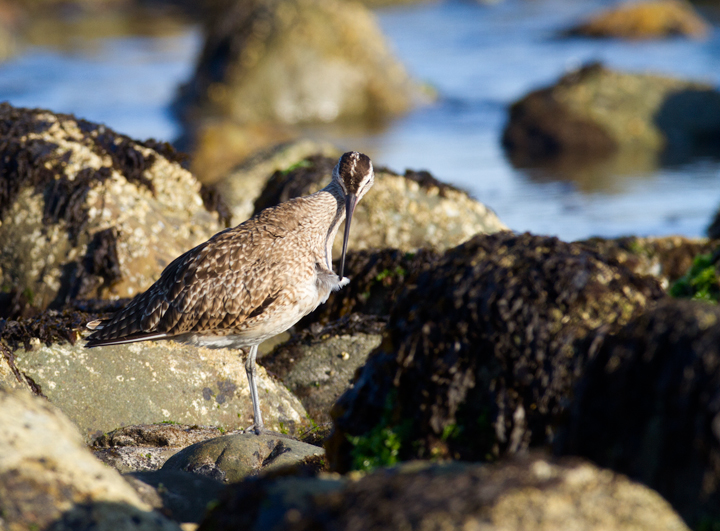 A Whimbrel at Malibu Lagoon, California (10/10/2011). Photo by Bill Hubick.