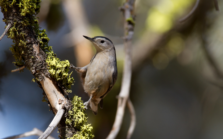 The White-breasted Nuthatches on the West Coast are different from our East Coast birds in many ways, most notably in their vocalizations. I'll post some recordings of them soon. Photo by Bill Hubick.