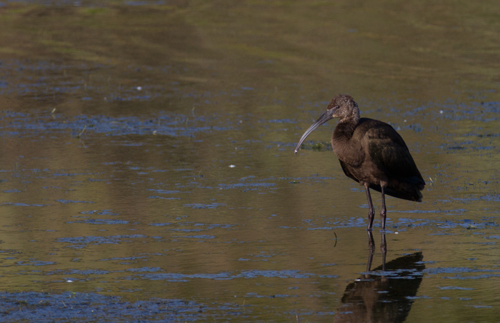 A White-faced Ibis at Malibu Lagoon, California (10/10/2011). Photo by Bill Hubick.