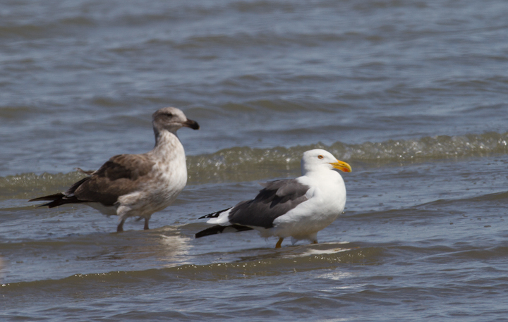Yellow-footed Gulls near the southern end of the Salton Sea, California (10/9/2011). Photo by Bill Hubick.