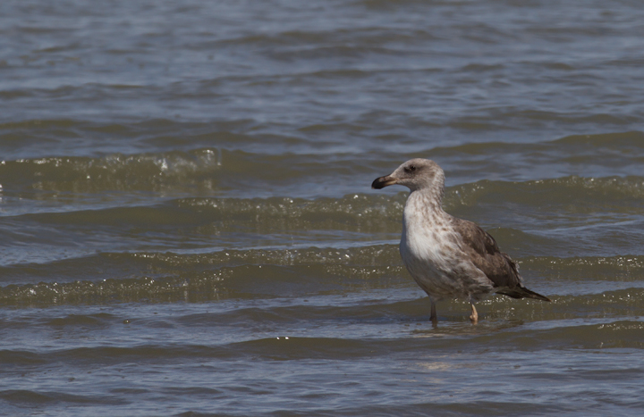 Yellow-footed Gulls near the southern end of the Salton Sea, California (10/9/2011). Photo by Bill Hubick.