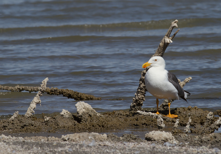 Yellow-footed Gulls near the southern end of the Salton Sea, California (10/9/2011). Photo by Bill Hubick.