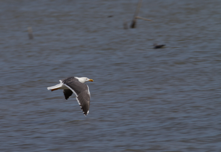 Yellow-footed Gulls near the southern end of the Salton Sea, California (10/9/2011). Photo by Bill Hubick.