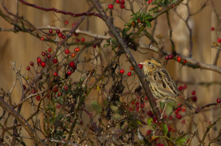 A Le Conte's Sparrow at Swan Harbor Farm Park, Harford Co., Maryland (11/26/2011). Found on 11/25 by Matt Hafner with Jim Brighton and John Hubbell. First county record. Only 19 accepted Maryland records and only five away from Worcester and St. Mary's Counties. My first in Maryland and by far my best ever looks. Thanks, guys! Photo by Bill Hubick.