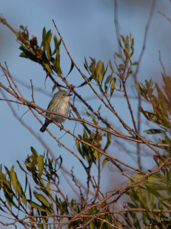 An Audubon's Warbler in Bayside Campground, Assateague Island, Maryland (12/3/2011). The western form of Yellow-rumped Warbler is very rare in Maryland and we only have a handful of accepted records. Dan Small and I found this bird in the island of scrubby habitat between A13 and A23. Photo by Bill Hubick.