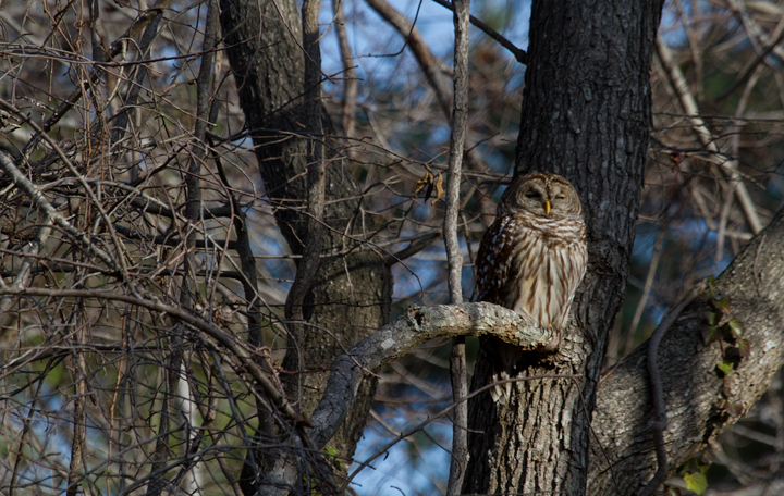 A Barred Owl at Point Lookout SP, Maryland (12/10/2011). Photo by Bill Hubick.