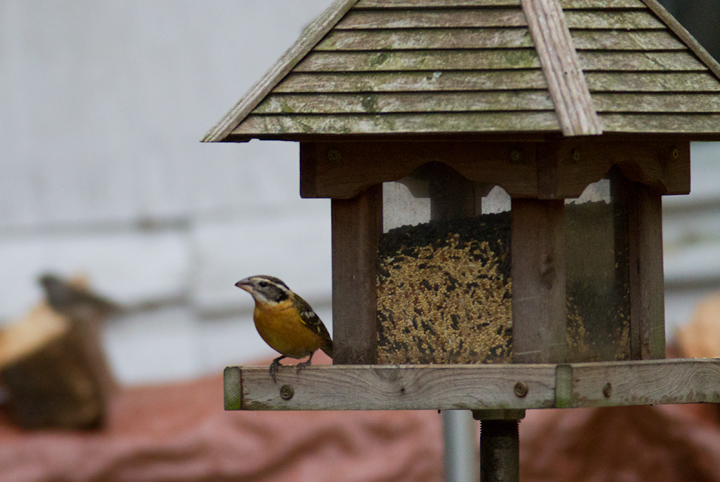 A Black-headed Grosbeak in Denton, Caroline Co., Maryland (12/21/2011). Found by local homeowner Bill Miller on the recent Christmas Bird Count, this will become Maryland's fifth accepted record (and first accepted since 1969!). It is also the first for the Eastern Shore of Maryland. Fantastic! Thanks to Bill Miller, his family, and the neighborhood for the hospitality. Photo by Bill Hubick.