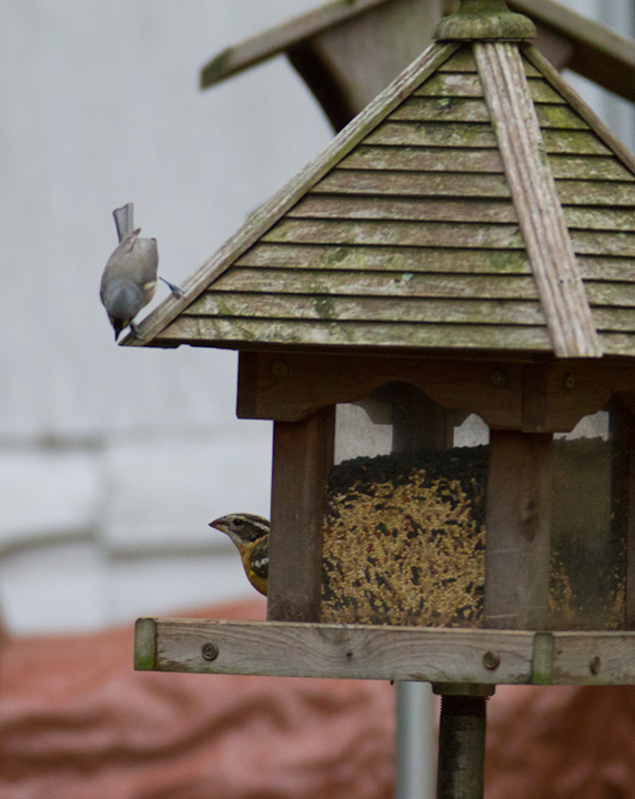 A Black-headed Grosbeak in Denton, Caroline Co., Maryland (12/21/2011). Found by local homeowner Bill Miller on the recent Christmas Bird Count, this will become Maryland's fifth accepted record (and first accepted since 1969!). It is also the first for the Eastern Shore of Maryland. Fantastic! Thanks to Bill Miller, his family, and the neighborhood for the hospitality. Photo by Bill Hubick.
