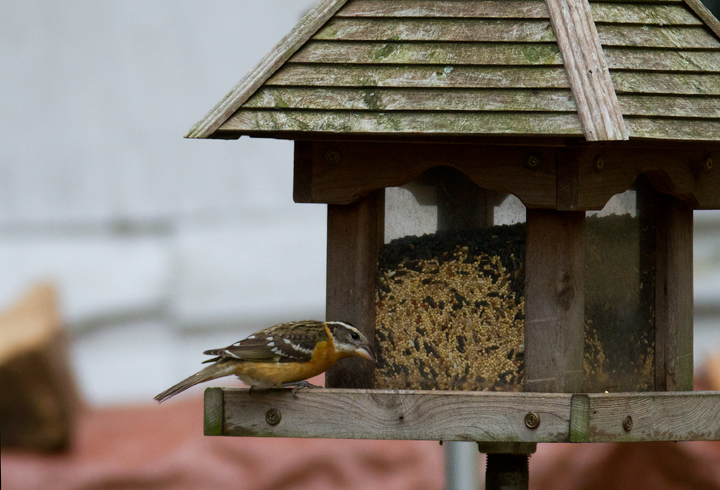 A Black-headed Grosbeak in Denton, Caroline Co., Maryland (12/21/2011). Found by local homeowner Bill Miller on the recent Christmas Bird Count, this will become Maryland's fifth accepted record (and first accepted since 1969!). It is also the first for the Eastern Shore of Maryland. Fantastic! Thanks to Bill Miller, his family, and the neighborhood for the hospitality. Photo by Bill Hubick.