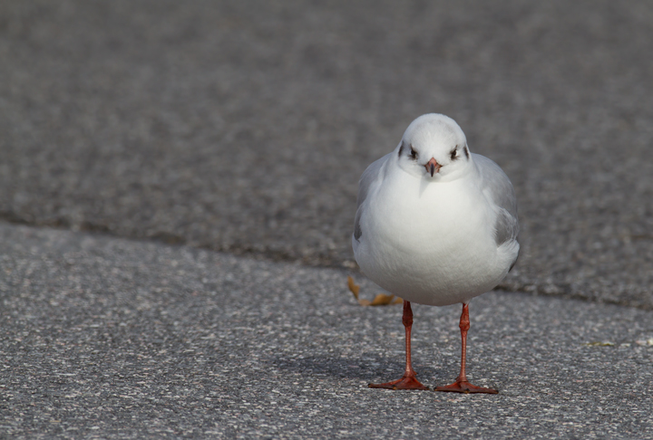 A cooperative Black-headed Gull in Baltimore Co., Maryland (12/18/2011). A nice find by Russ Ruffing and welcome motivation for us all to keep checking the Ring-billed Gull flocks at our local parking lots. Photo by Bill Hubick.