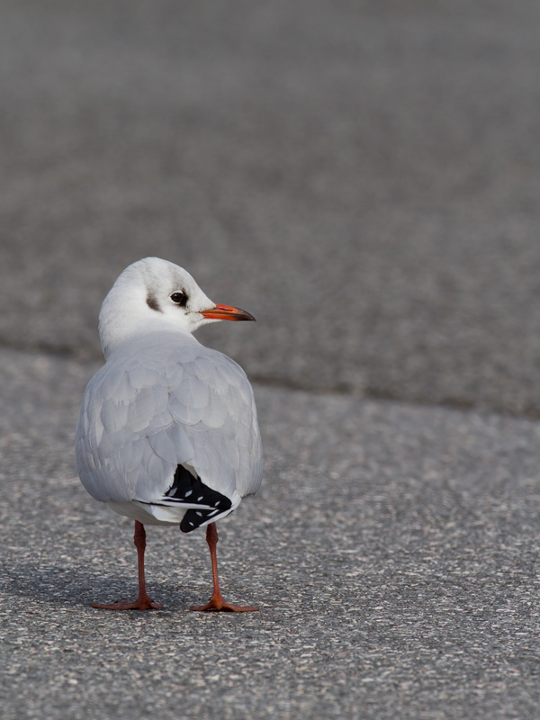 A cooperative Black-headed Gull in Baltimore Co., Maryland (12/18/2011). A nice find by Russ Ruffing and welcome motivation for us all to keep checking the Ring-billed Gull flocks at our local parking lots. Photo by Bill Hubick.