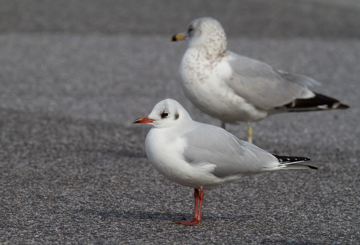 A cooperative Black-headed Gull in Baltimore Co., Maryland (12/18/2011). A nice find by Russ Ruffing and welcome motivation for us all to keep checking the Ring-billed Gull flocks at our local parking lots. Photo by Bill Hubick.