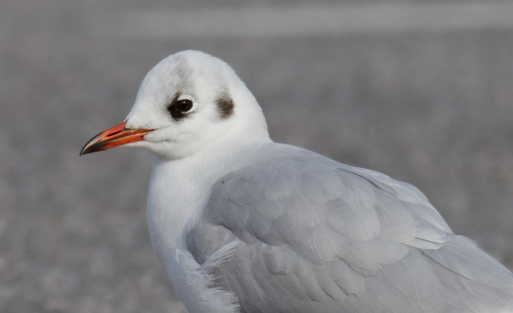 A cooperative Black-headed Gull in Baltimore Co., Maryland (12/18/2011). A nice find by Russ Ruffing and welcome motivation for us all to keep checking the Ring-billed Gull flocks at our local parking lots. Photo by Bill Hubick.