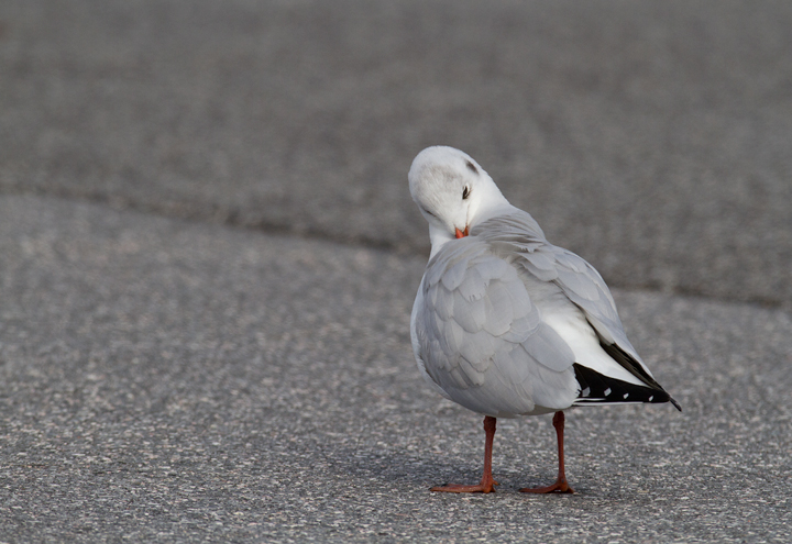 A cooperative Black-headed Gull in Baltimore Co., Maryland (12/18/2011). A nice find by Russ Ruffing and welcome motivation for us all to keep checking the Ring-billed Gull flocks at our local parking lots. Photo by Bill Hubick.