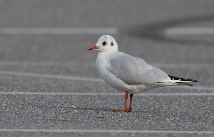 A cooperative Black-headed Gull in Baltimore Co., Maryland (12/18/2011). A nice find by Russ Ruffing and welcome motivation for us all to keep checking the Ring-billed Gull flocks at our local parking lots. Photo by Bill Hubick.
