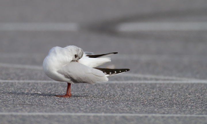 A cooperative Black-headed Gull in Baltimore Co., Maryland (12/18/2011). A nice find by Russ Ruffing and welcome motivation for us all to keep checking the Ring-billed Gull flocks at our local parking lots. Photo by Bill Hubick.