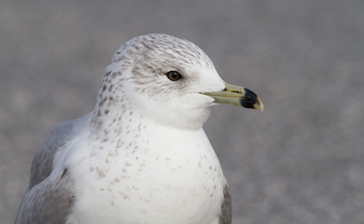 Ring-billed Gulls accompanying the Black-headed Gull in Baltimore Co., Maryland (12/18/2011). Photo by Bill Hubick.