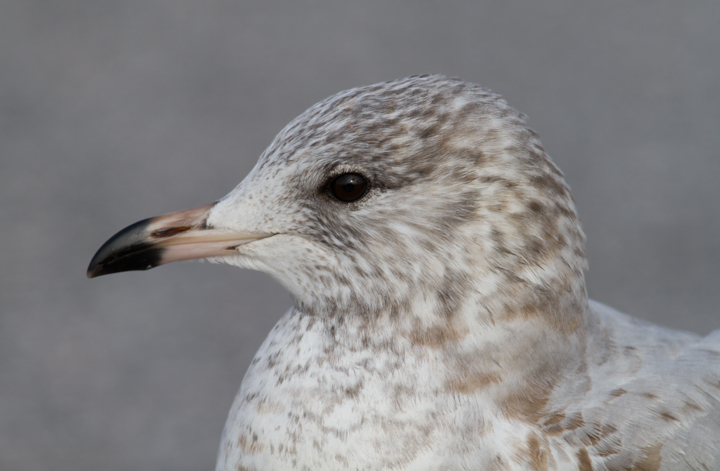 Ring-billed Gulls accompanying the Black-headed Gull in Baltimore Co., Maryland (12/18/2011). Photo by Bill Hubick.