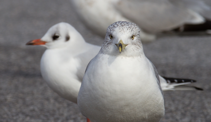 Ring-billed Gulls accompanying the Black-headed Gull in Baltimore Co., Maryland (12/18/2011). Photo by Bill Hubick.